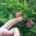 Carrie Seltzer · CC BY 4.0 · GBIF