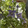 Jane Charlen · CC BY 4.0 · GBIF