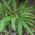 Timothy McNitt · CC BY 4.0 · GBIF