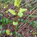 Chris Procter · CC BY 4.0 · GBIF