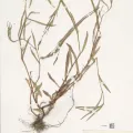 Naturalis Biodiversity Center · CC0 1.0 · GBIF