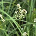 John Thomlinson · CC BY 4.0 · GBIF