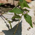 Francisca Wu · CC BY 4.0 · GBIF
