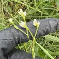 Lucas Christofides · CC BY 4.0 · GBIF