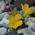 chiuluan · CC BY 4.0 · GBIF