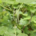 amantedarmanin · CC BY 4.0 · GBIF