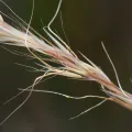 Kym Nicolson · CC BY 4.0 · GBIF