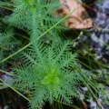 Will McFarland · CC BY 4.0 · GBIF