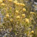 Justin Ponder · CC BY 4.0 · GBIF
