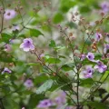 gwynmwilliams · CC BY 4.0 · GBIF
