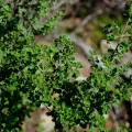 Peter Crowcroft · CC BY 4.0 · GBIF