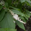 Scott Morris · CC BY 4.0 · GBIF