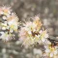 Will Burnside · CC BY 4.0 · GBIF