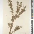 Royal Botanic Gardens, Kew · CC BY 4.0 · GBIF