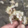 Sam Kieschnick · CC BY 4.0 · GBIF
