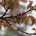 Yoshimasa Uchiyama · CC BY 4.0 · GBIF
