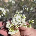 Cody Stricker · CC BY 4.0 · GBIF