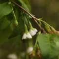 Siddarth Machado · CC BY 4.0 · GBIF