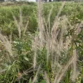 Devendra Kumar Gurjar · CC BY 4.0 · GBIF
