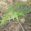 Scott W. Gavins · CC BY 4.0 · GBIF