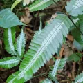 Pranav Chandra Bose · CC BY 4.0 · GBIF