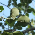 Siddarth Machado · CC BY 4.0 · GBIF