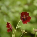 Siddarth Machado · CC BY 4.0 · GBIF