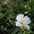 Tara Severns · CC BY 4.0 · GBIF