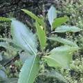 Henry Hart · CC0 1.0 · GBIF