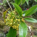 Cheng-Te Hsu · CC BY 4.0 · GBIF