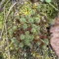 Conway Hawn · CC BY 4.0 · GBIF