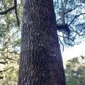 Christiaan Viljoen · CC BY 4.0 · GBIF