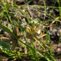 Kalvin Chan · CC BY 4.0 · GBIF