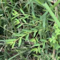carex1002 · CC BY 4.0 · GBIF