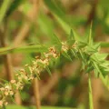 chiuluan · CC BY 4.0 · GBIF