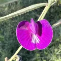 prossington · CC BY 4.0 · GBIF