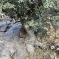 colinpena · CC BY 4.0 · GBIF