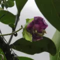 Allan Harris · CC0 1.0 · GBIF