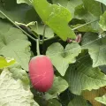 Karen McCabe · CC0 1.0 · GBIF