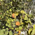 Pete Grannis · CC BY 4.0 · GBIF