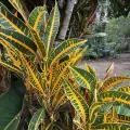 Pat Hall · CC BY 4.0 · GBIF