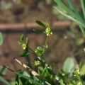 Eleftherios Katsillis · CC BY 4.0 · GBIF