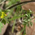 Naturgucker Tom · CC0 1.0 · GBIF