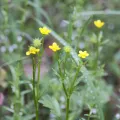 Lauren McLaurin · CC BY 4.0 · GBIF