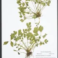 University of Tennessee Vascular Herbarium (TENN-) · CC0 1.0 · GBIF