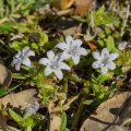 Dan Vickers · CC BY 4.0 · GBIF