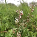 shahar chaikin · CC BY 4.0 · GBIF