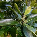 Patrick Le Mao · CC0 1.0 · GBIF