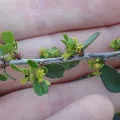 John Cowles · CC0 1.0 · GBIF