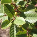 Steve Woodward · CC0 1.0 · GBIF